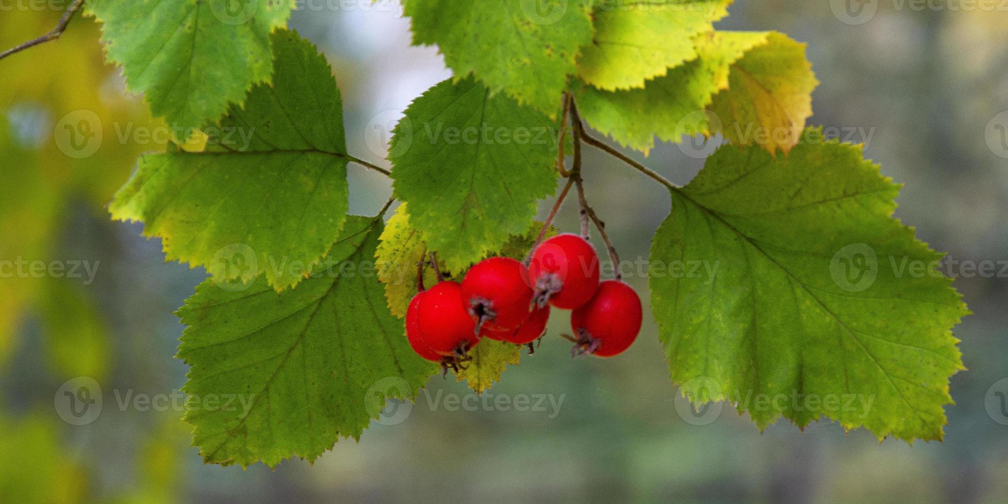 Red berries on a blurred green background. Hawthorn berries. photo