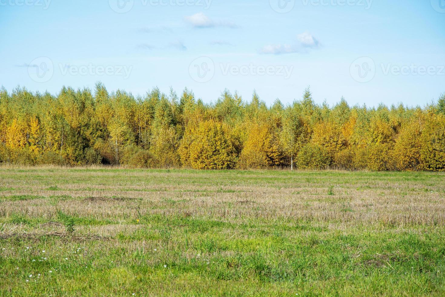 Autumn forest on the horizon. Natural background with a blue sky and a field with overgrown grass. photo