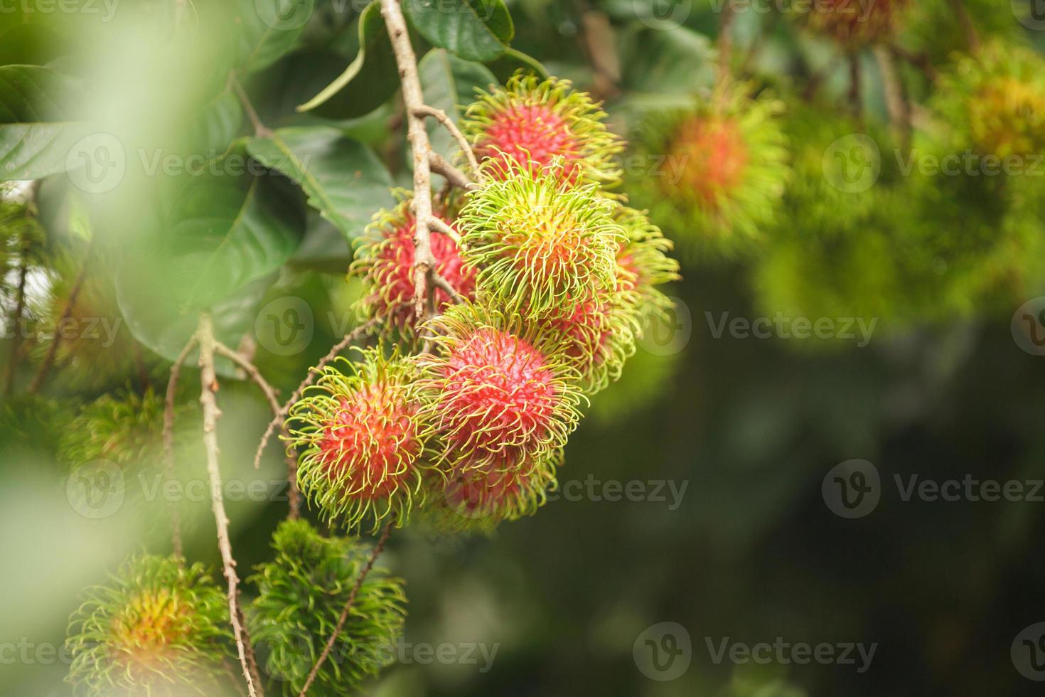 Granja de rambután, frutos de rambután en el árbol foto