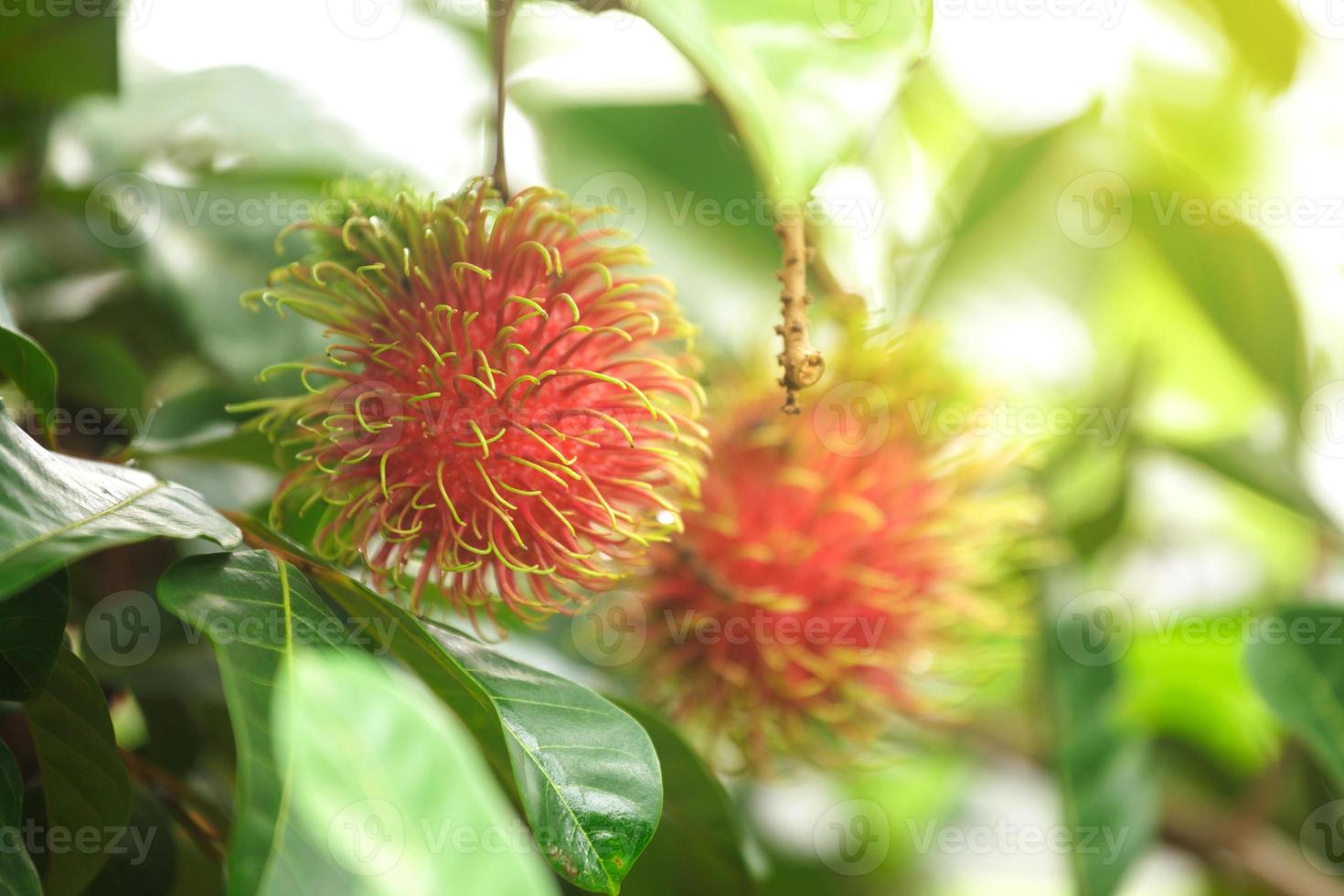 Granja de rambután, frutos de rambután en el árbol foto