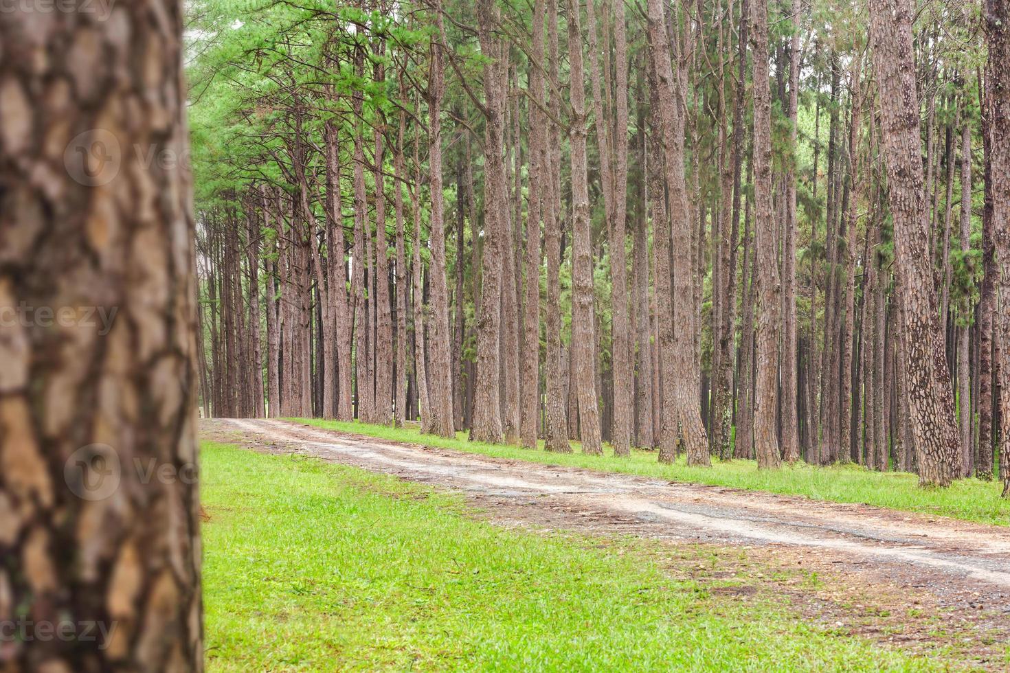 Beautiful landscape of Pine tree on tropical forest in the morning photo