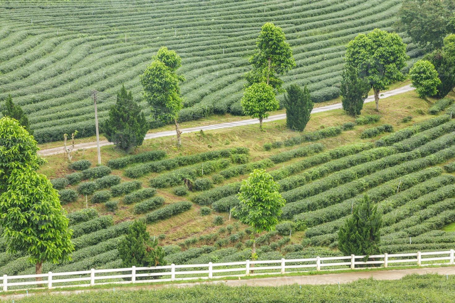 Beautiful of Tea plantation at sunrise photo