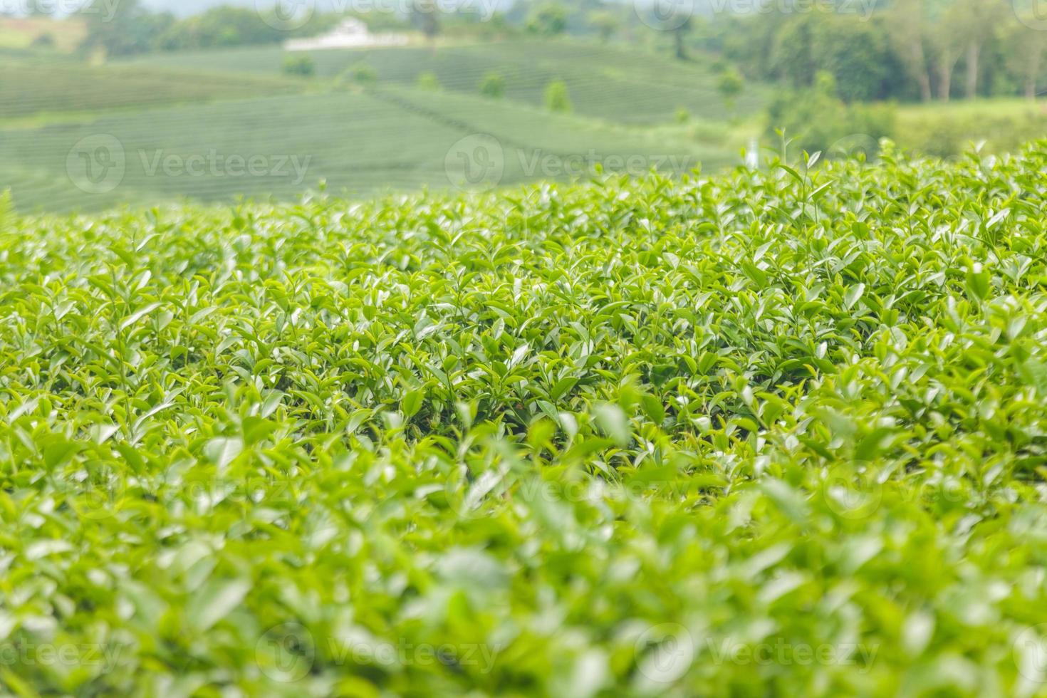 Fresh tea leaves in morning on tea plantation field photo