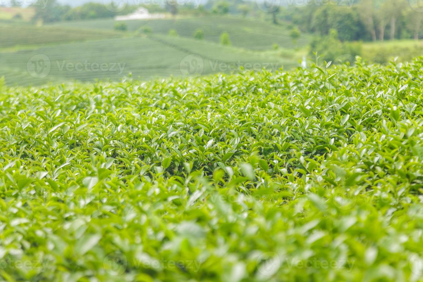 hojas de té frescas en la mañana en el campo de la plantación de té foto