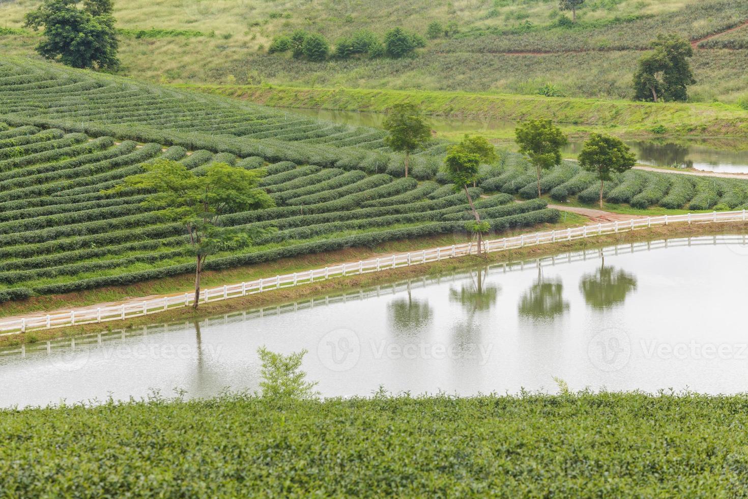 Beautiful landscape of Tea plantation at sunrise photo