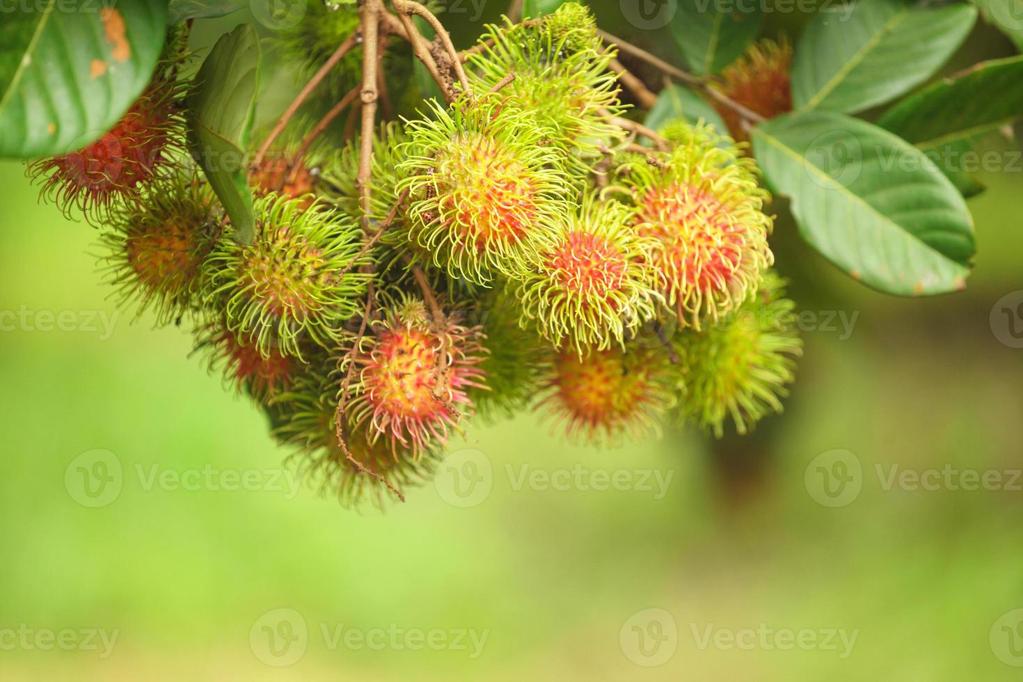 Granja de rambután, frutos de rambután en el árbol foto