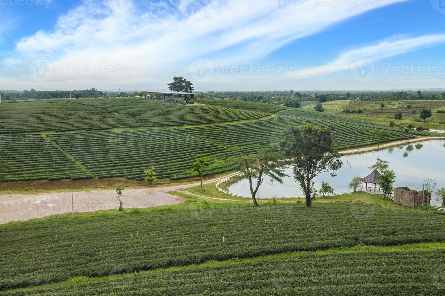 Beautiful landscape of Tea plantation at sunrise photo