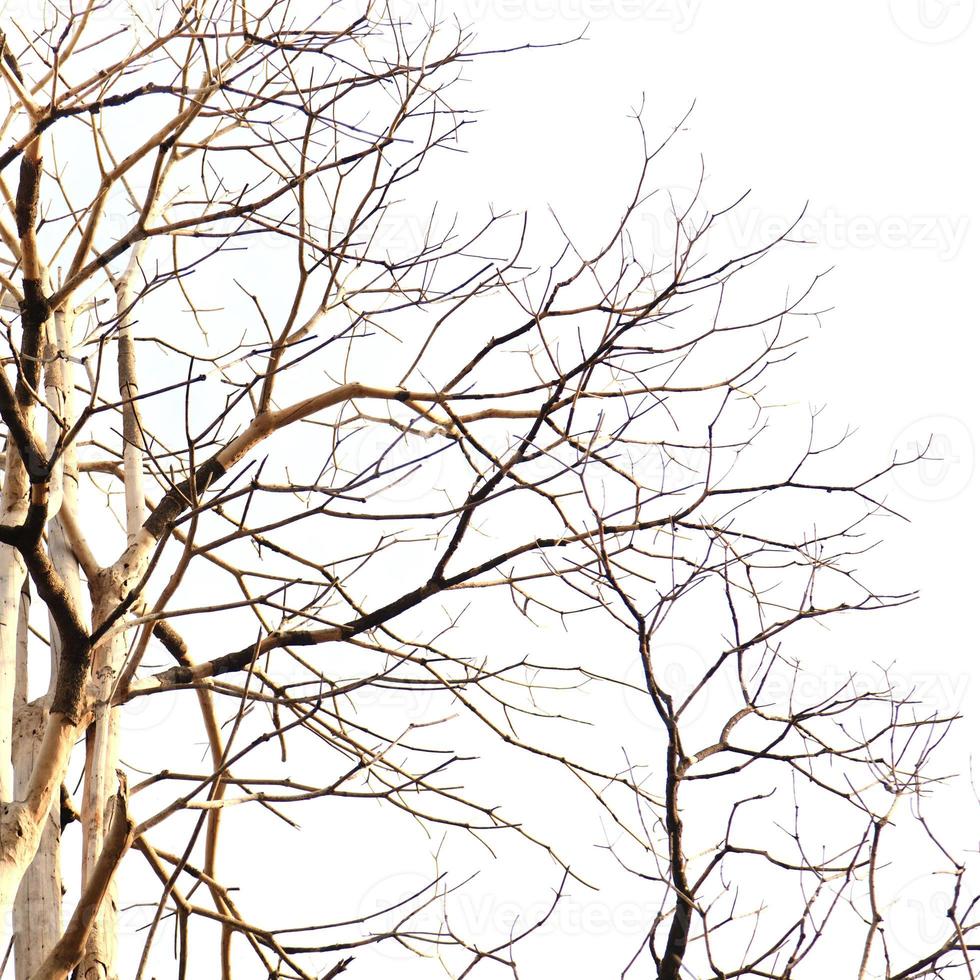 árbol muerto sobre un fondo blanco foto