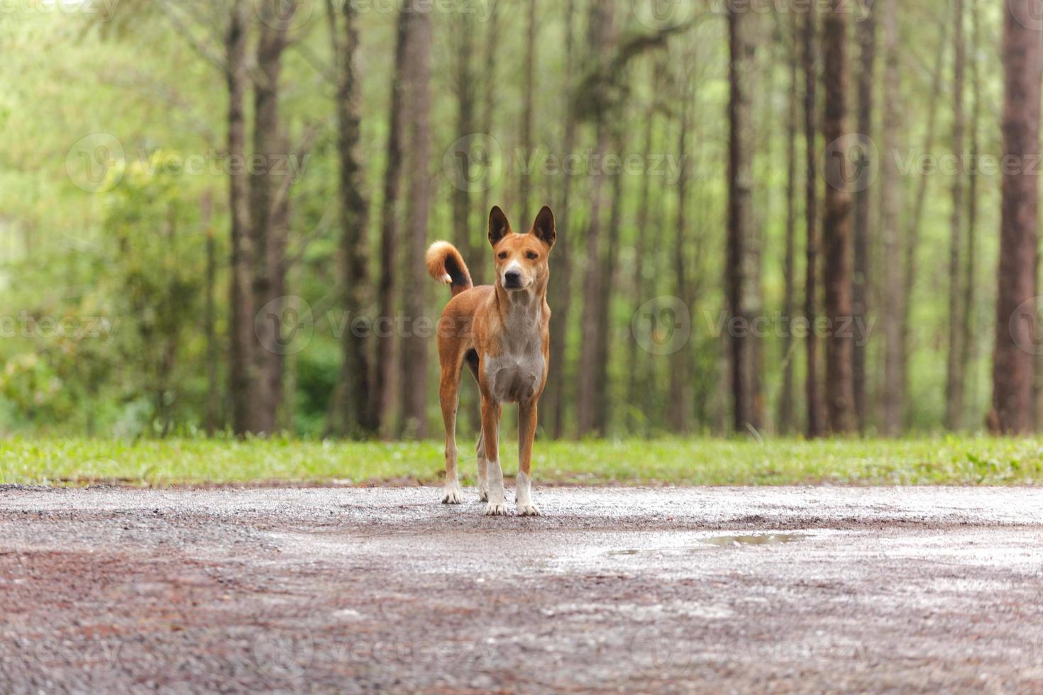 Dog in the pine forest photo