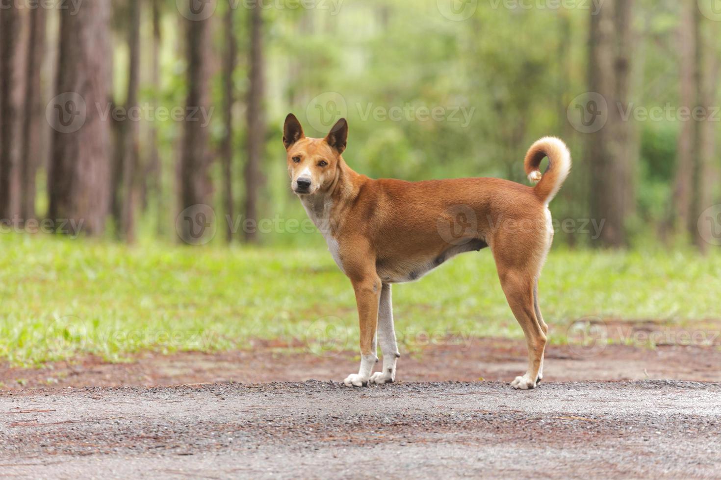 Dog in the pine forest photo