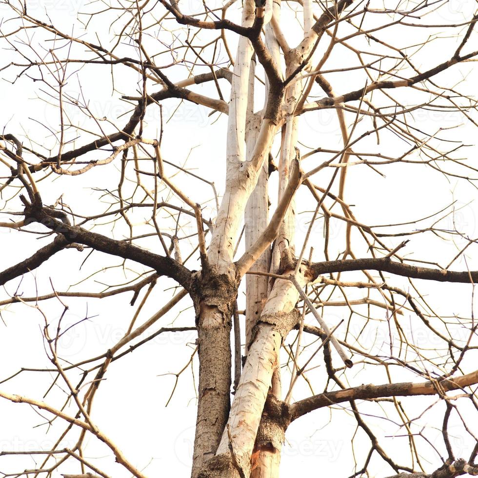árbol muerto sobre un fondo blanco foto