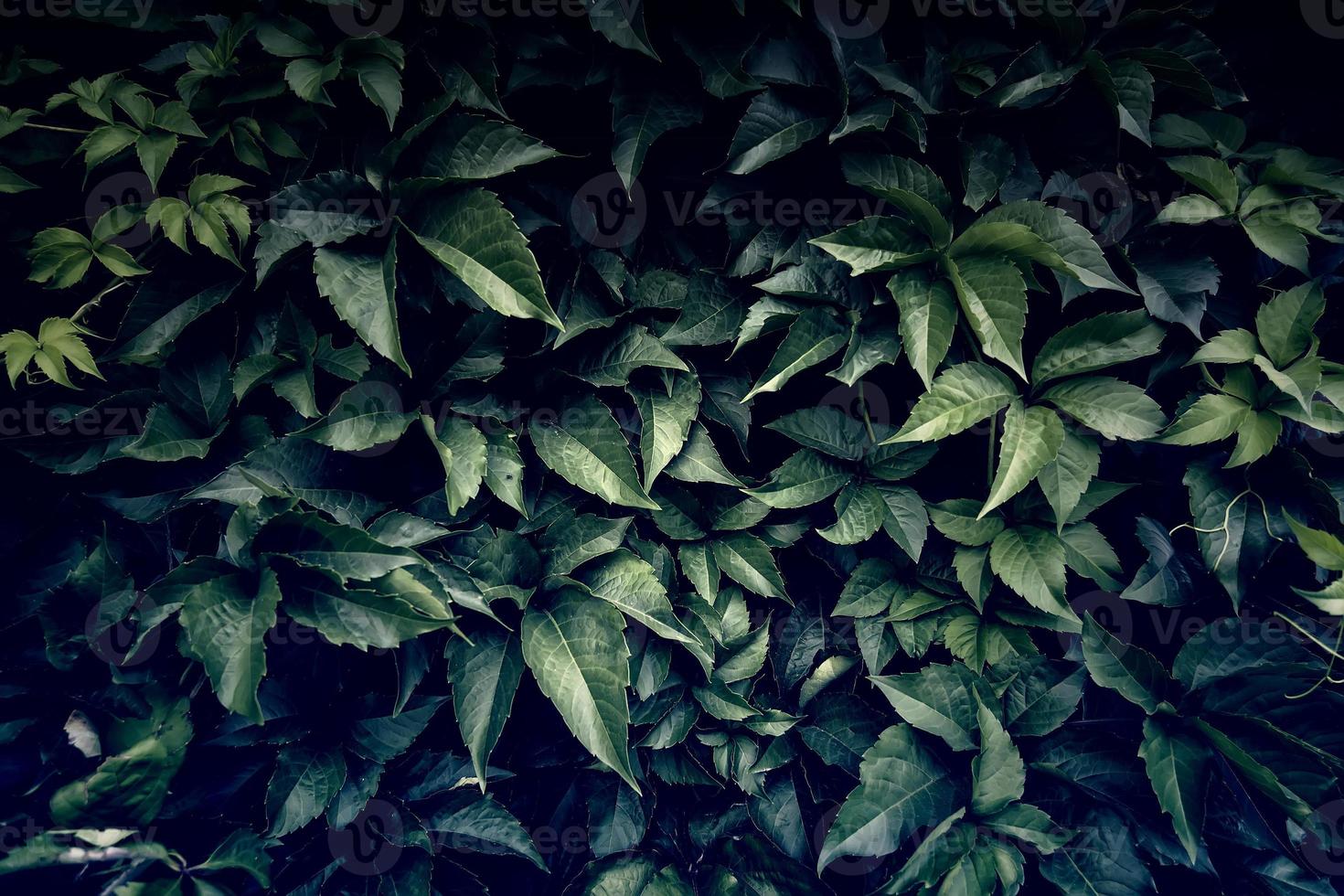 Wall full of green ivy photo