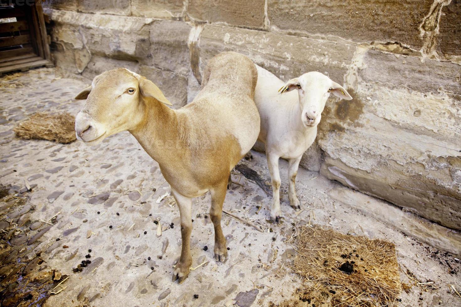 Wild sheep animals photo