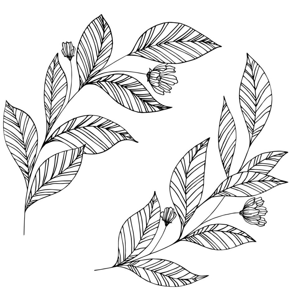 Dibujar a mano hojas y flores negras. estilo de dibujo. 3818269 Vector en Vecteezy Dibujar a mano hojas y flores negras. estilo de dibujo. 3818269 Vector en Vecteezy