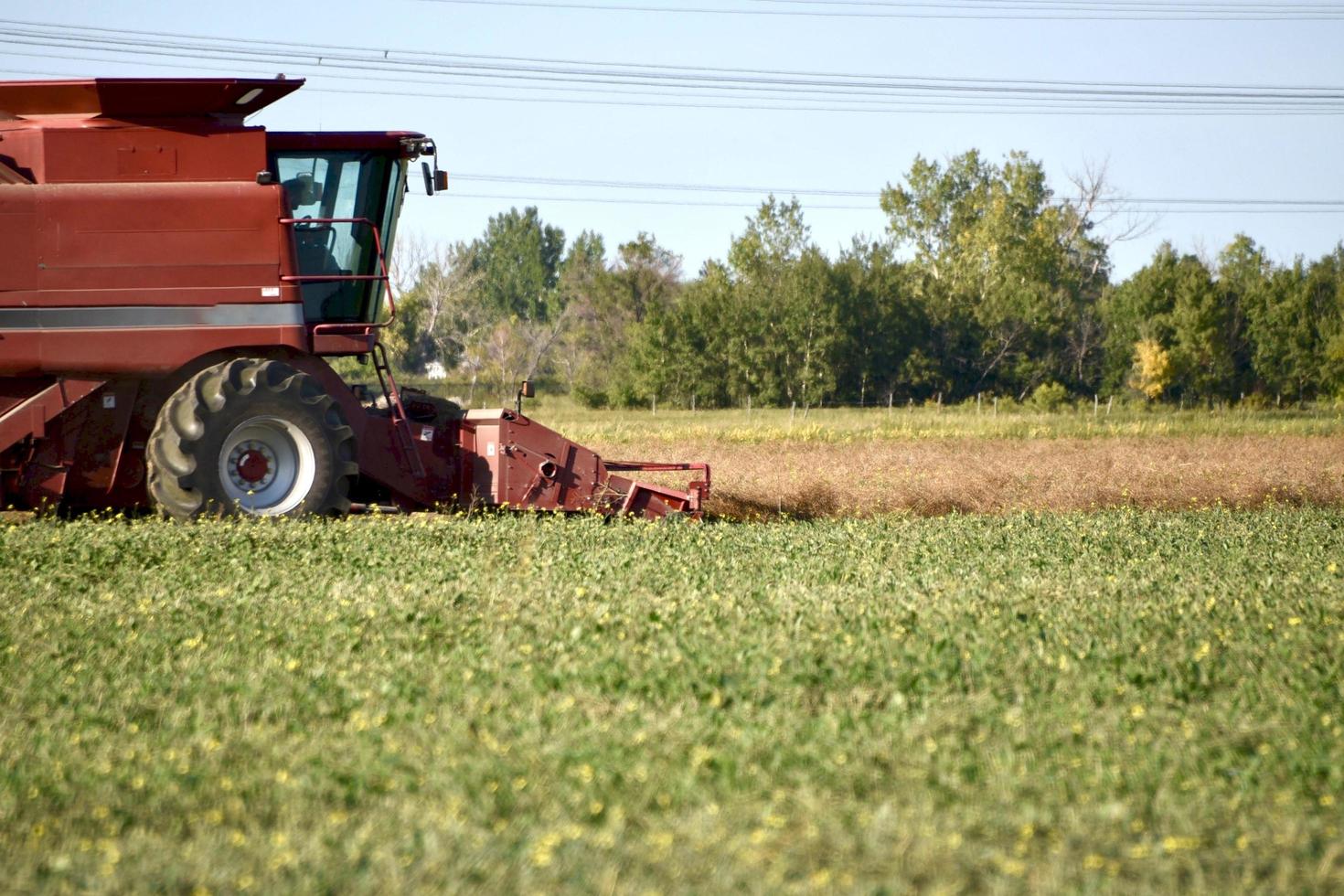 close up of the front of a red combine as it cuts a short crop photo