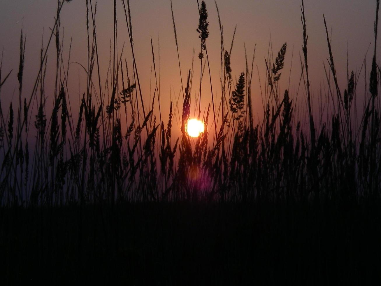 Steppe flowers on sunset background 3818731 Stock Photo at Vecteezy