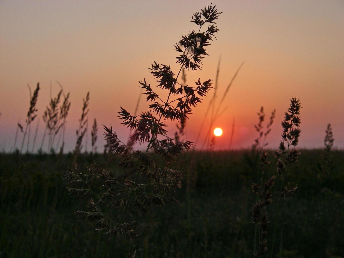 flores de la estepa en el fondo del atardecer foto