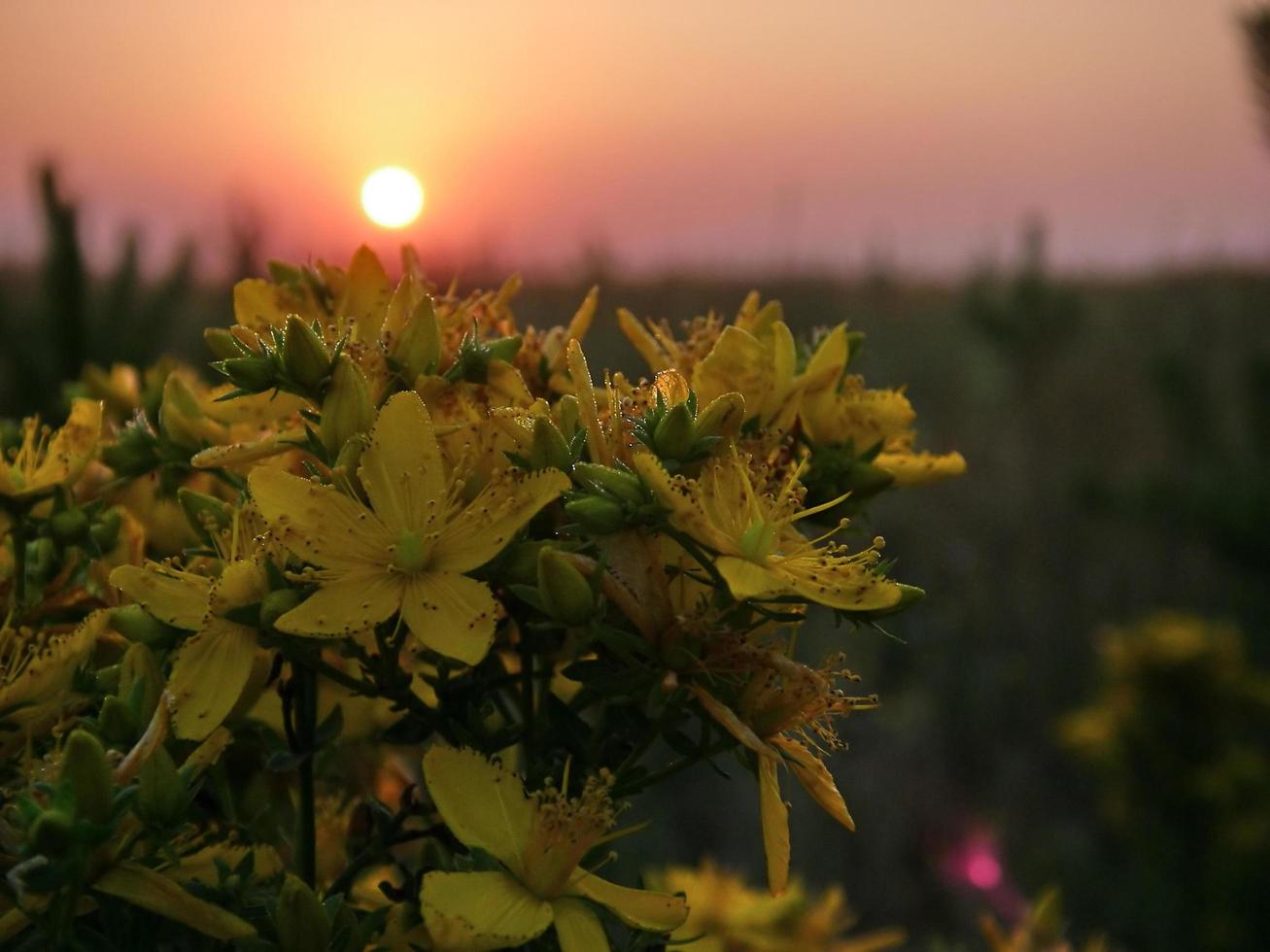 Steppe flowers on sunset background photo