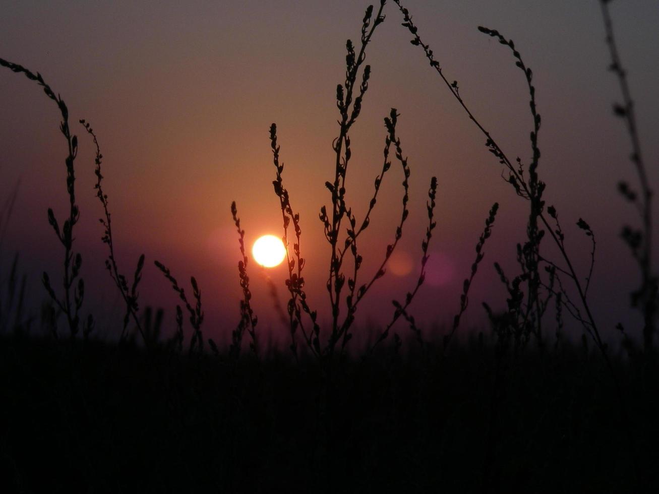 Steppe flowers on sunset background 3818735 Stock Photo at Vecteezy