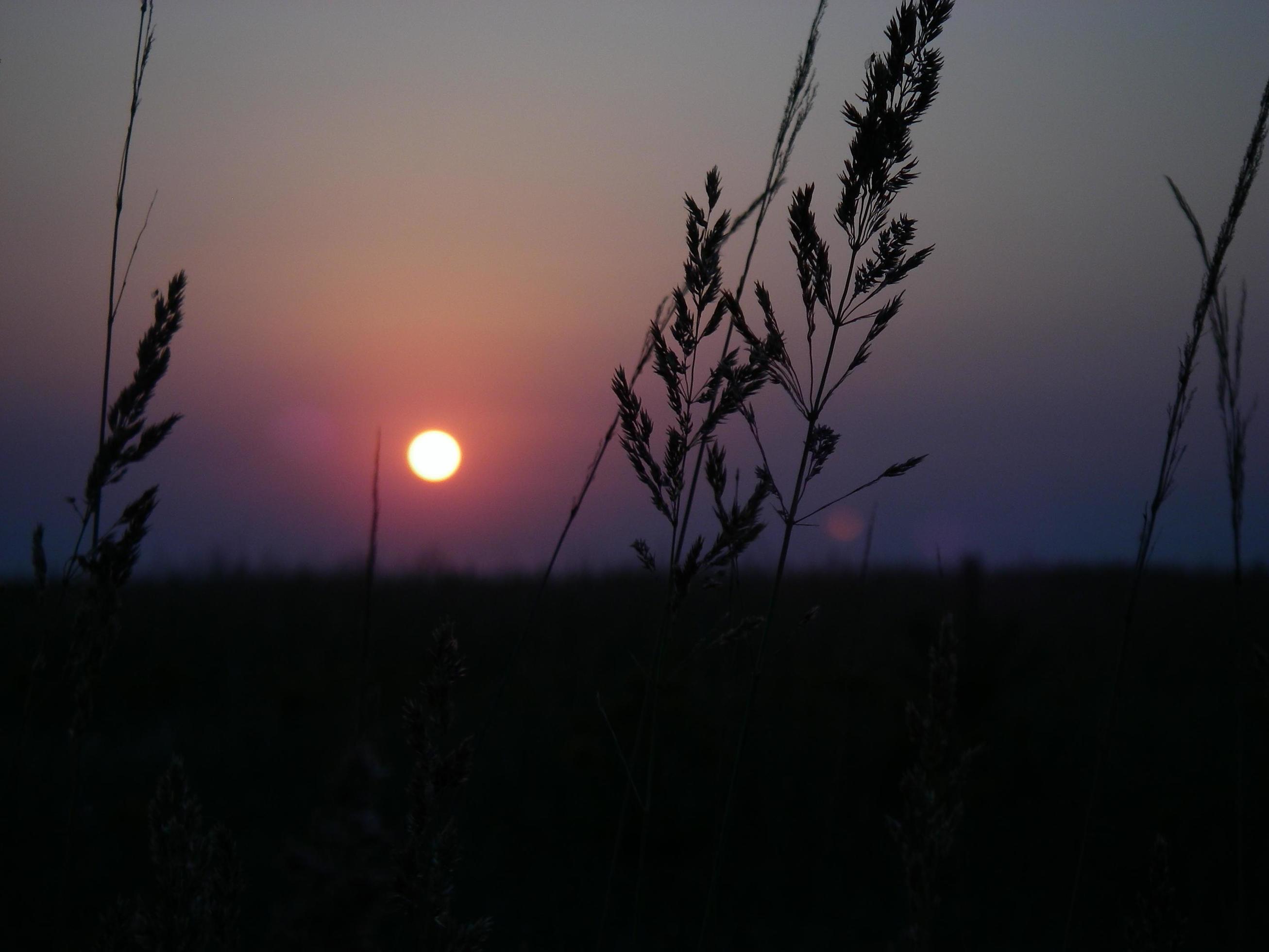 Steppe flowers on sunset background 3818772 Stock Photo at Vecteezy