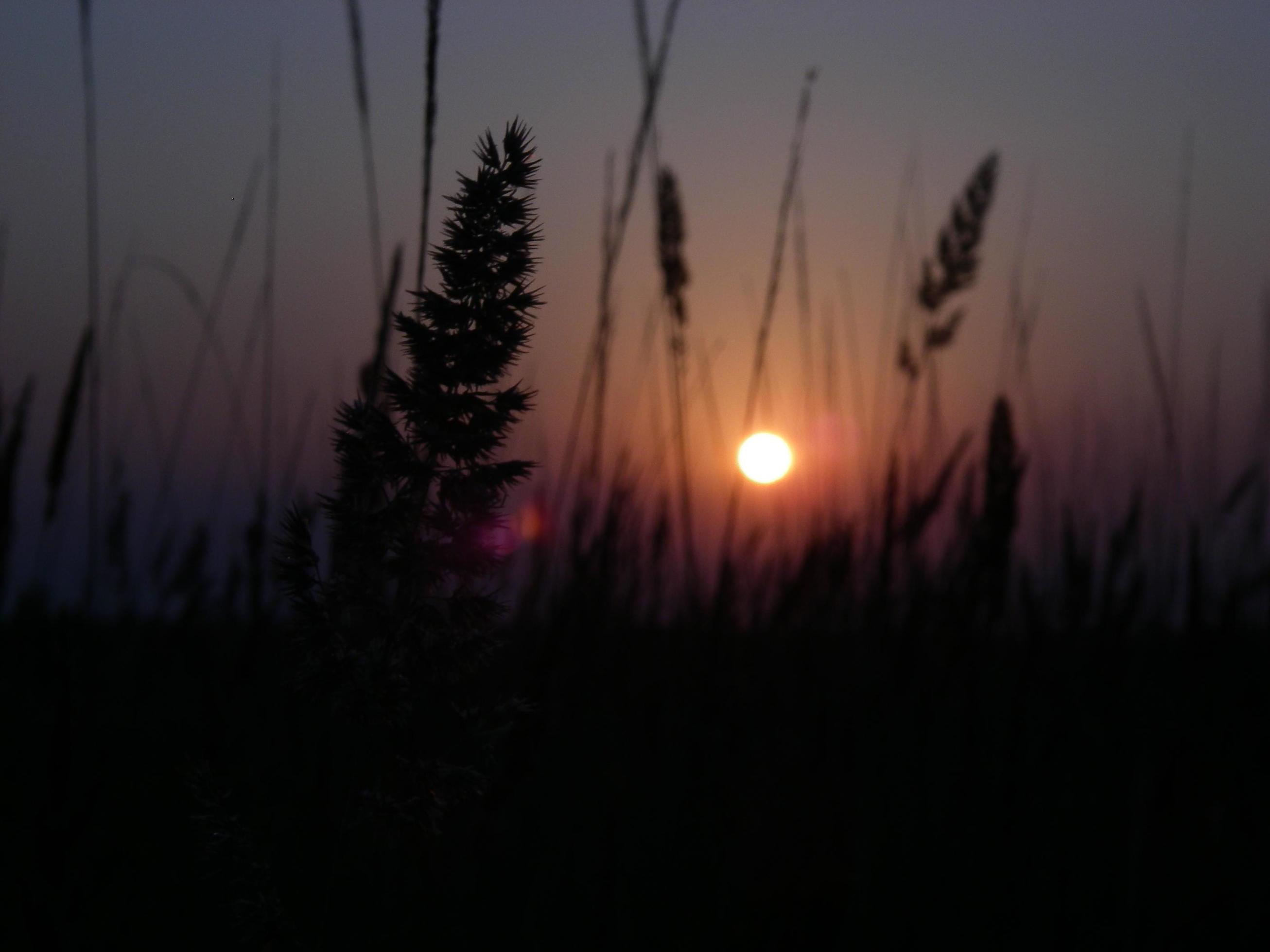 Steppe flowers on sunset background 3818773 Stock Photo at Vecteezy