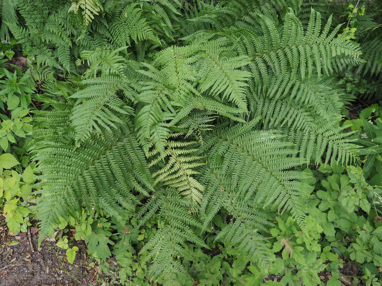 fern plant leaves photo