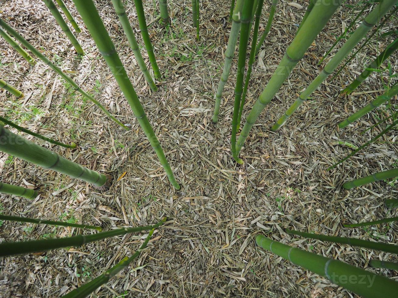 perspectiva del árbol de bambú foto