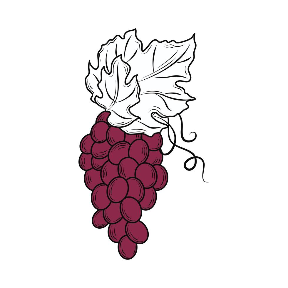 bunch grapes fruit vector