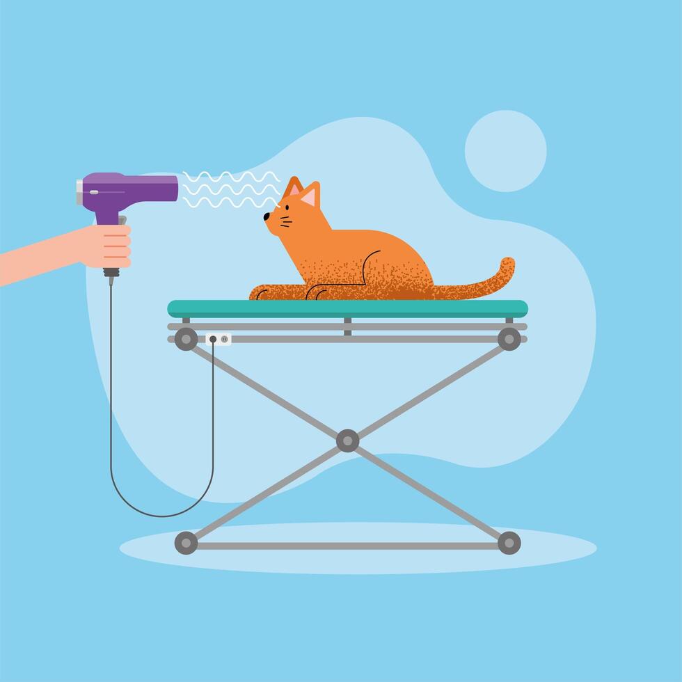 drying cute cat vector