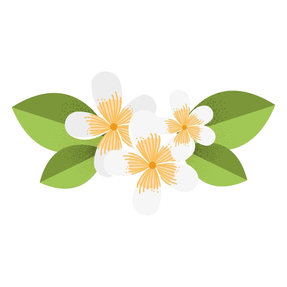 flowers white and leafs vector