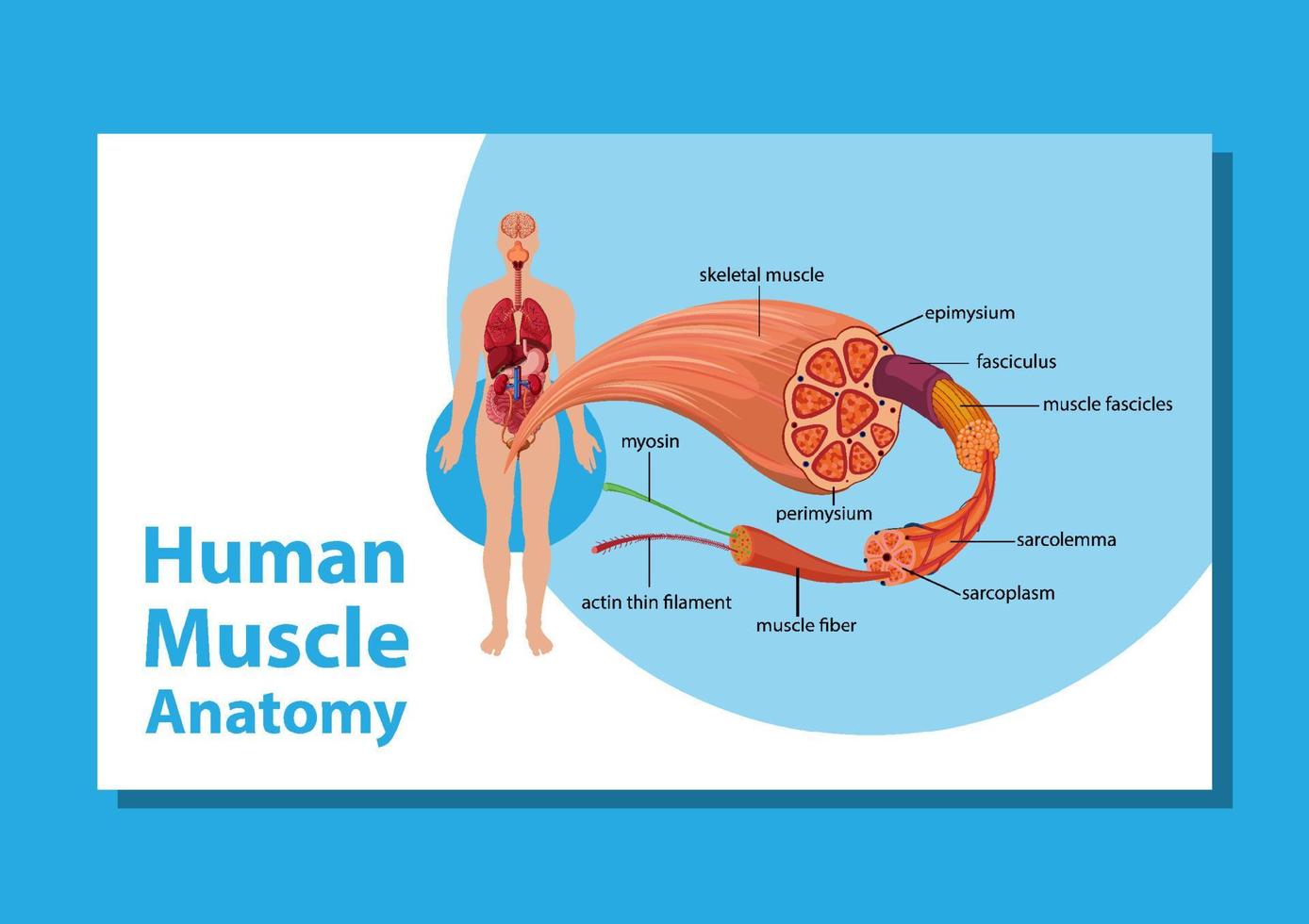 Human muscle anatomy with body anatomy vector