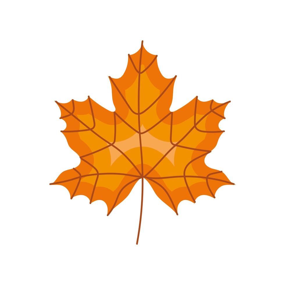 autumn maple leave vector