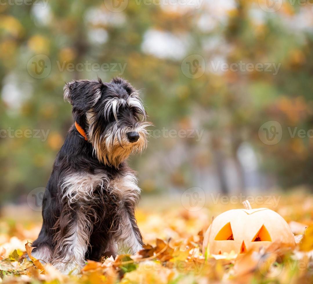 little schnauzer dog in the park with pumpkin head halloween photo