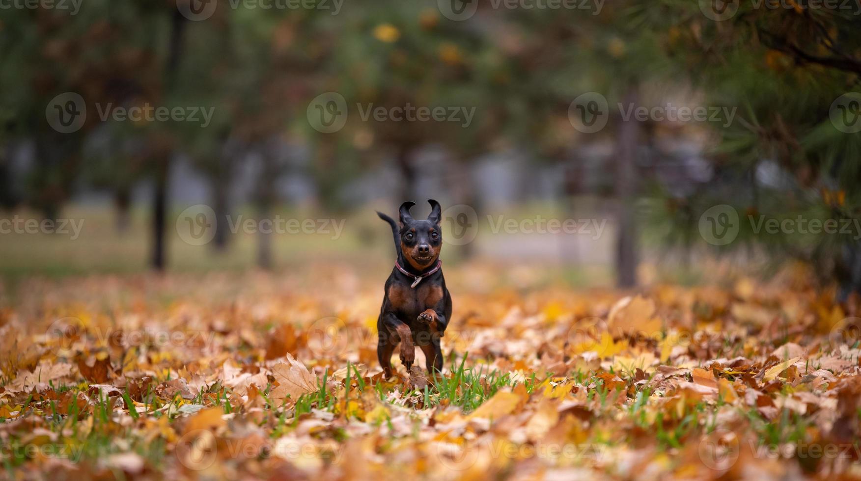 small pinscher dog runs in the park without people photo