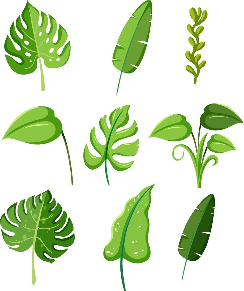 conjunto de hojas de plantas verdes tropicales vector