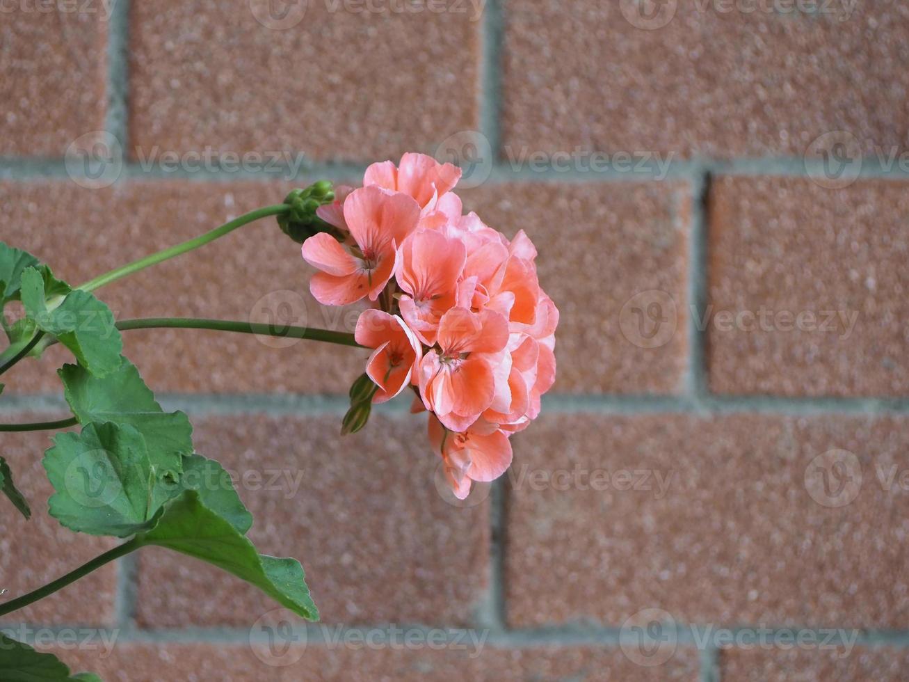 geranium Geraniales plant pink flower photo