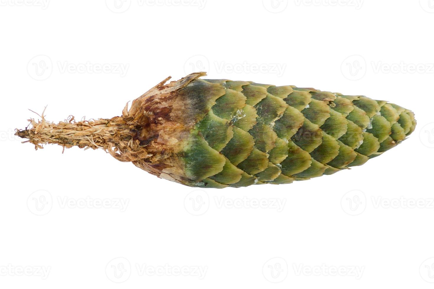 A fir a cone on a white background photo