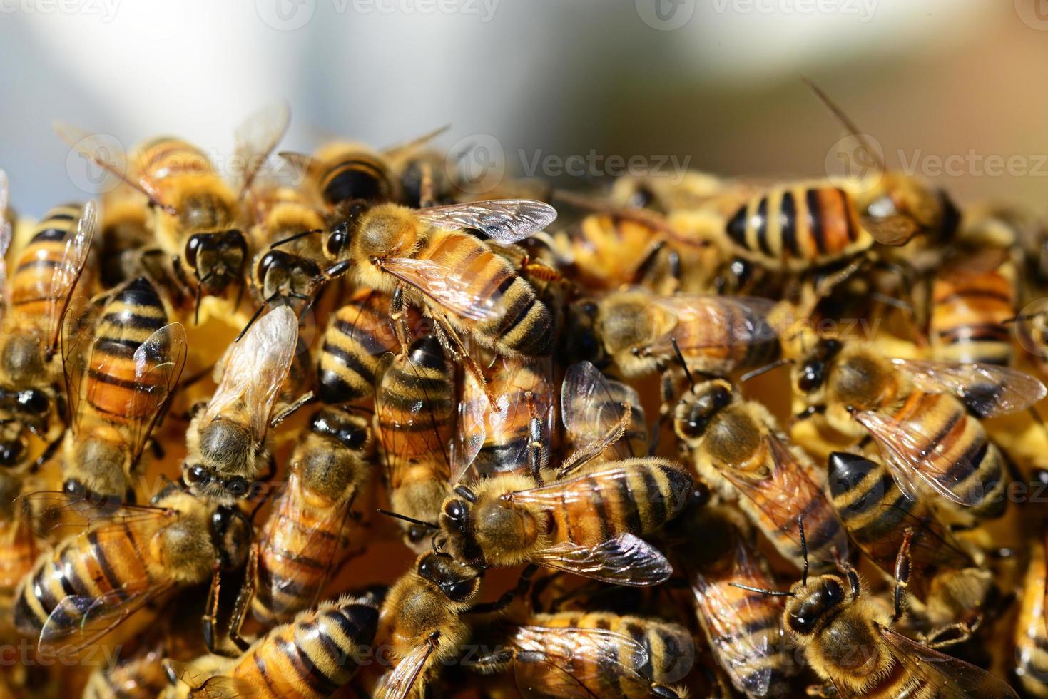 swarm of honey bees working hard in their hive photo