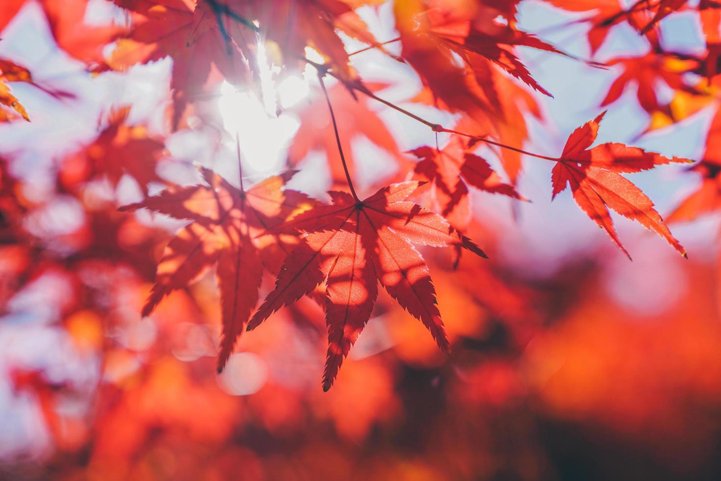 Maple leaf with light bokhe photo