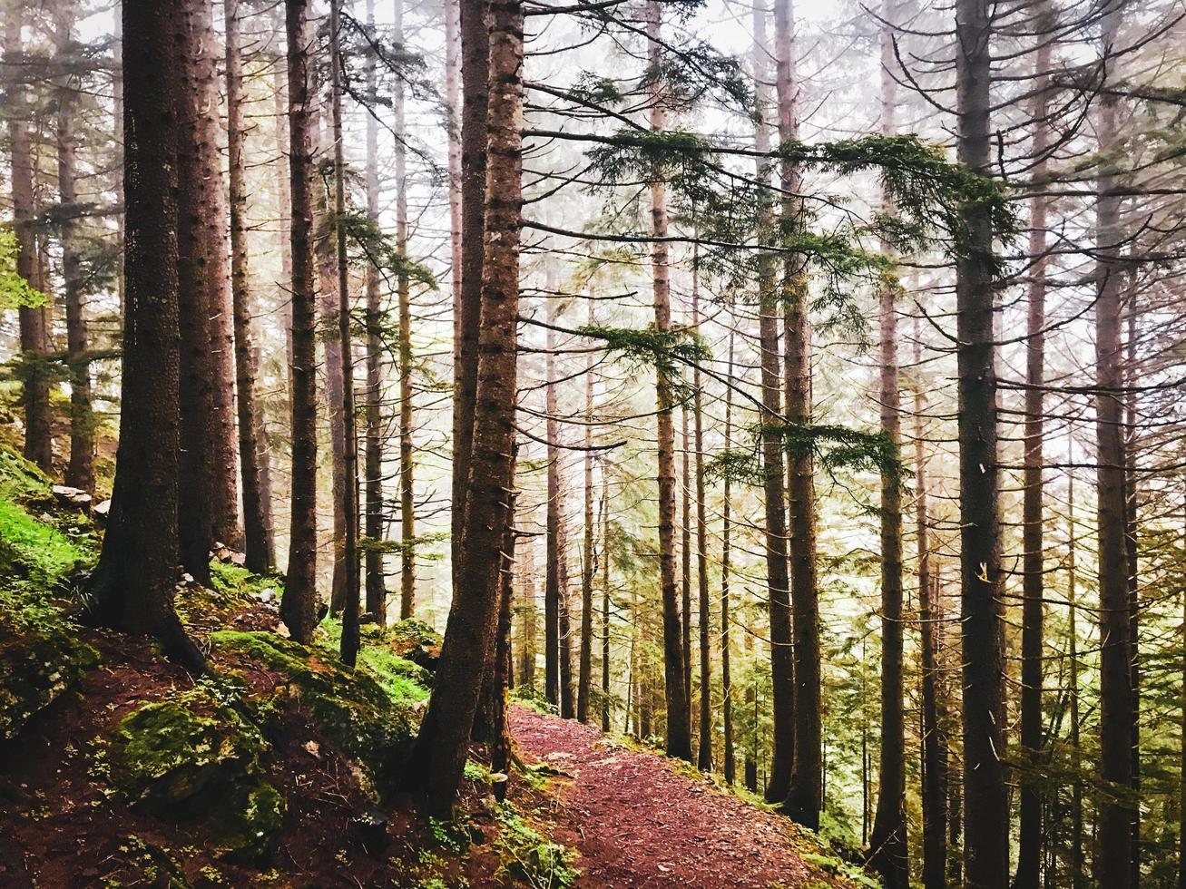 Forest in turkey with pathway photo