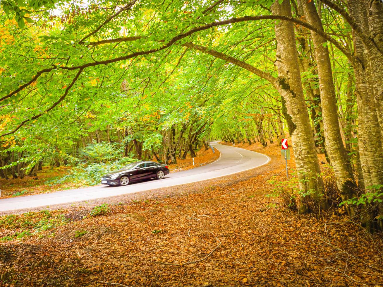 car in autumn forest outdoors travel photo