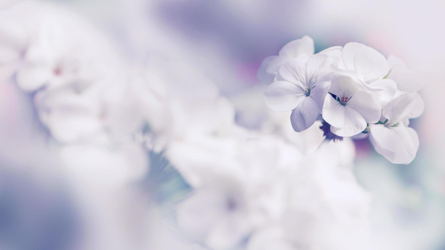 fondo flor geranio. flores de jardín. un ramo de flores blancas se desdibuja. fotograma completo, pintura digital. geranio blanco foto