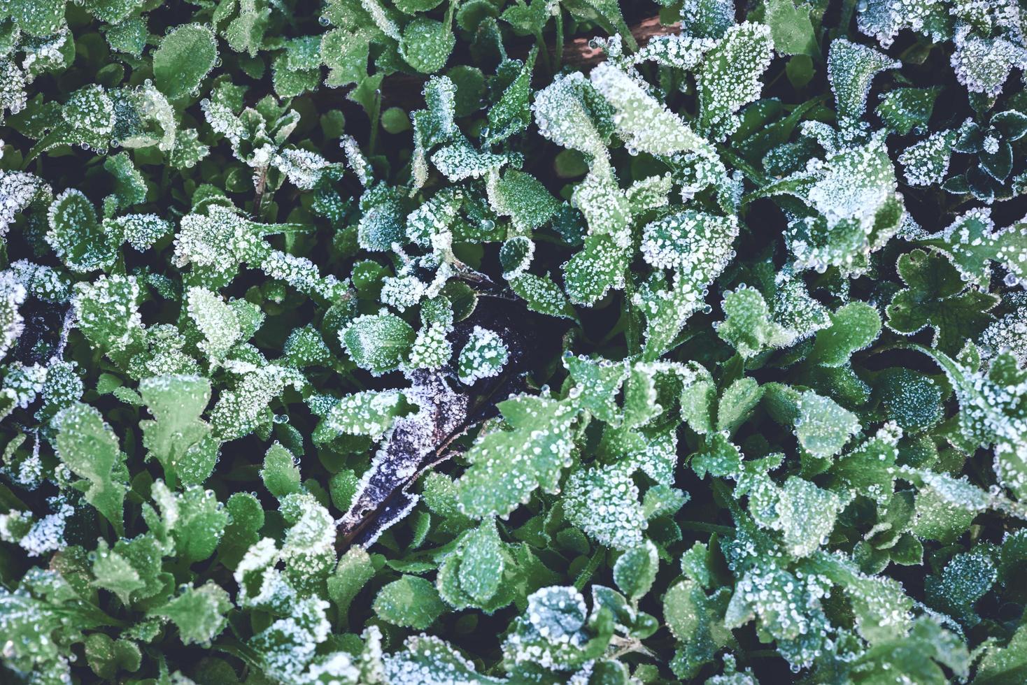 background nature. The dew is ice on the leaves in the winter. background is ice on the leaves. photo