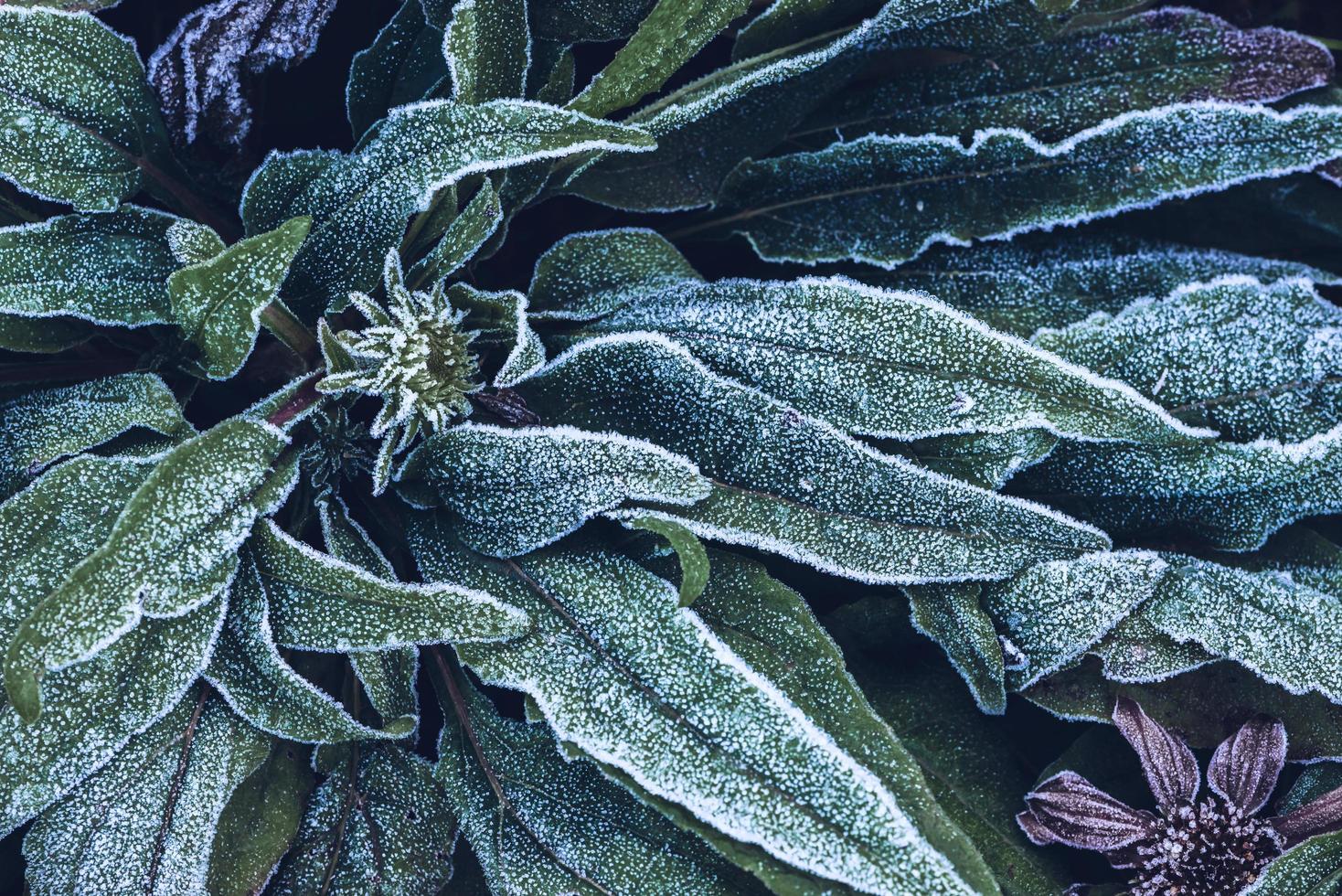 naturaleza de fondo. el rocío es hielo en las hojas en invierno. el fondo es hielo en las hojas. foto