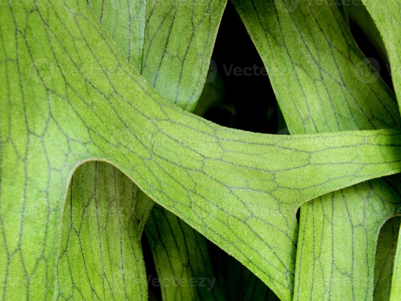 Texture Detail on leaves of Elkhorn Fern , Platycerium coronarium photo