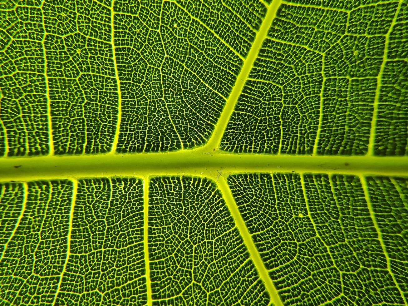 The detail image of a leaf. Macro image for design effect. Vein, midrib, and blade close up. photo