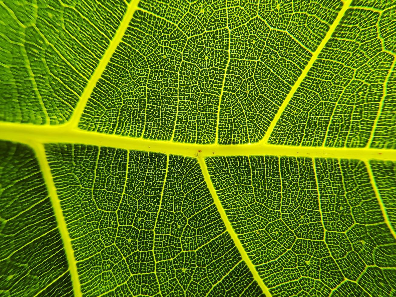 la imagen de detalle de una hoja. imagen macro para efecto de diseño. vena, nervadura central y hoja de cerca. foto