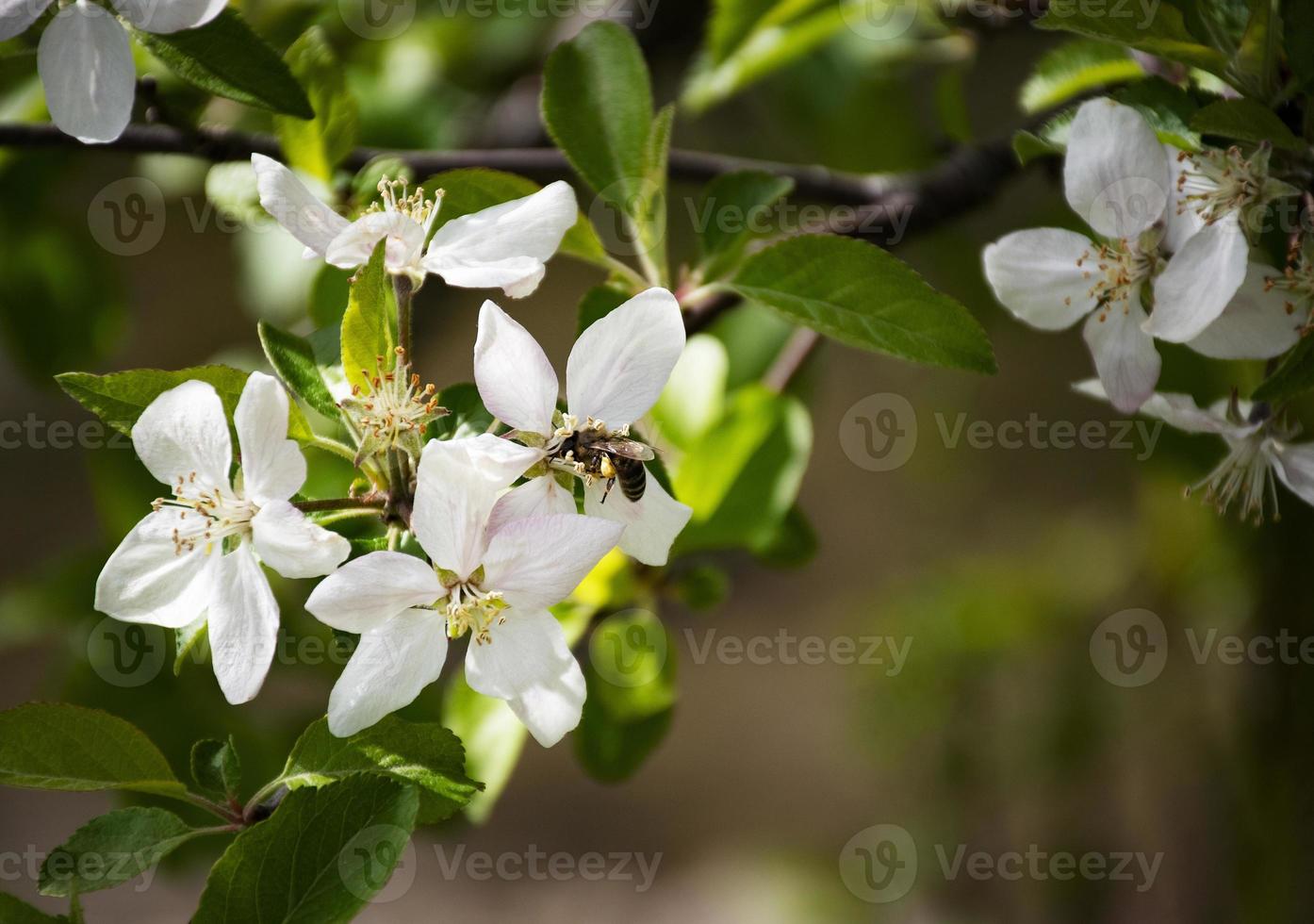 bee drinks nectar from an apple blossom photo