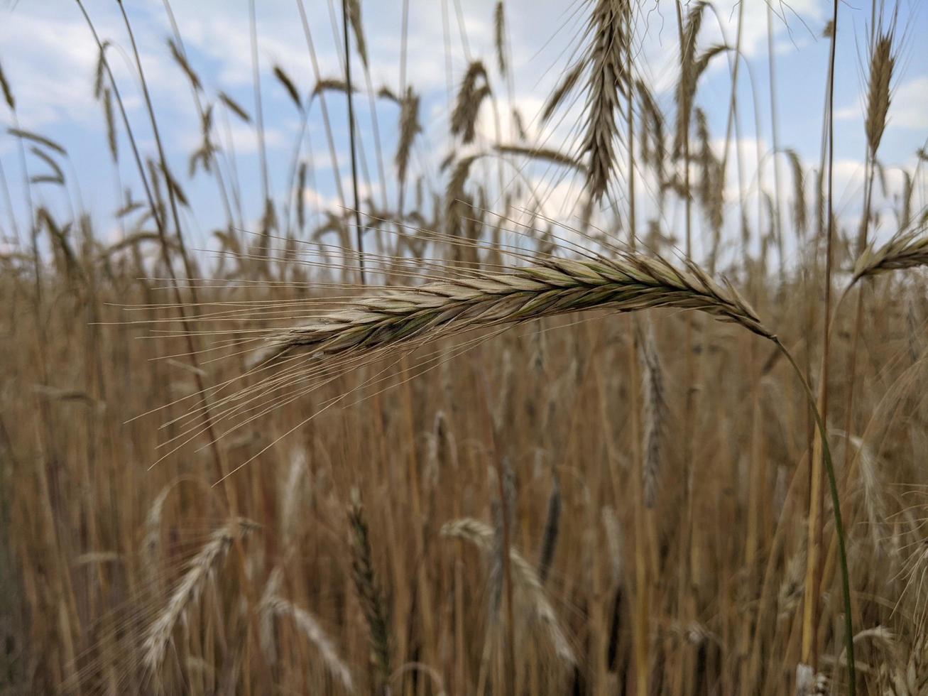 espigas de trigo closeup en el campo foto