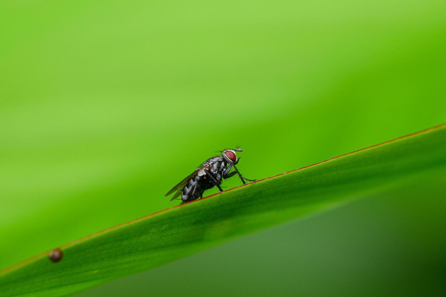 macro flies on leaves in nature photo